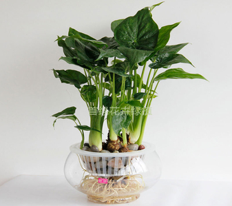 鄞州盆景出租，让绿意点缀你的生活