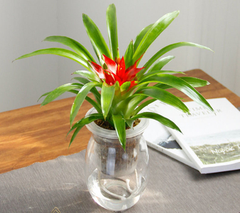 探寻宁波前湾专业植物租摆，开启绿色生活